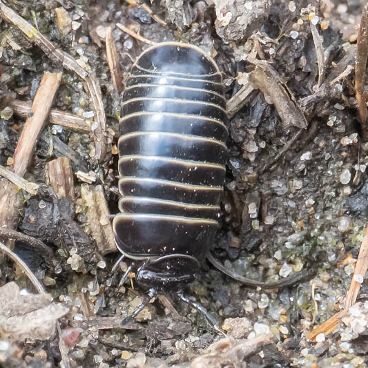 Glomeris marginata (Pill Millipede).jpg